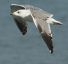 Larus armenicus